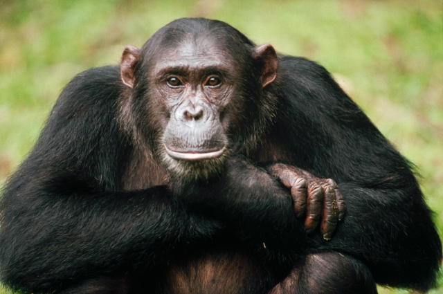 Deep in thought. Do chimps think like we do?